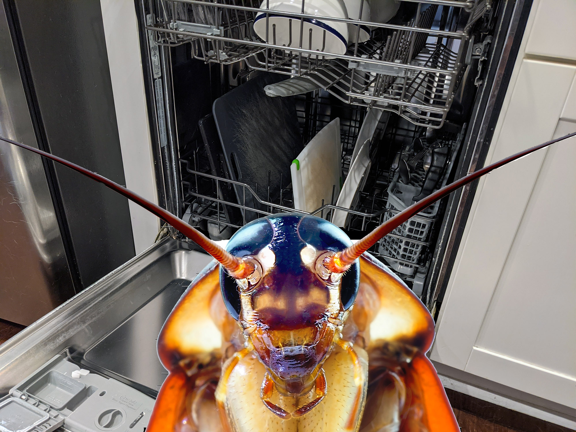 Roaches in Dishwasher: Effective Tips to Eliminate Them Fast