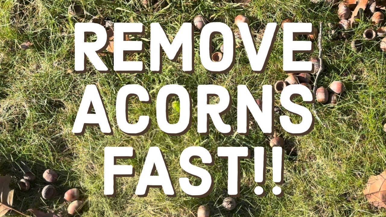 How to Remove Acorns from Lawn: Easy and Effective Methods