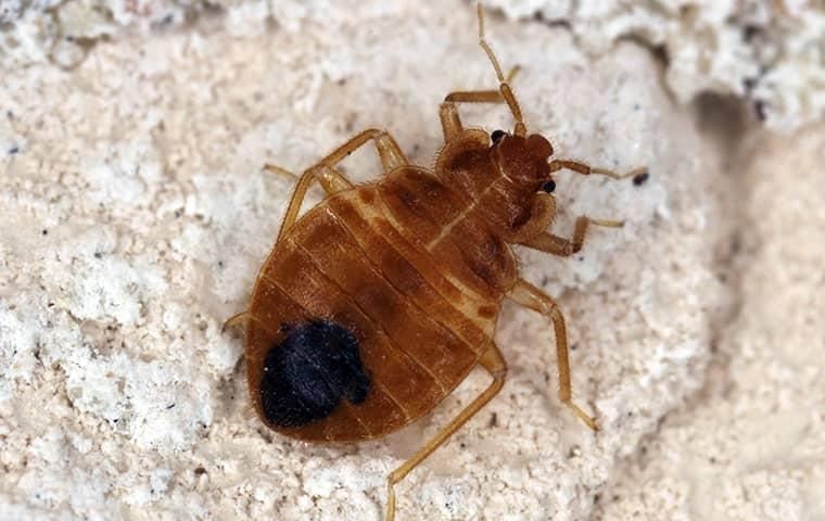 Can Bed Bugs Live in Water? Debunking Myths