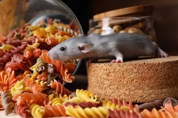 What to Do If You See a Rat in Your Kitchen: Immediate Actions